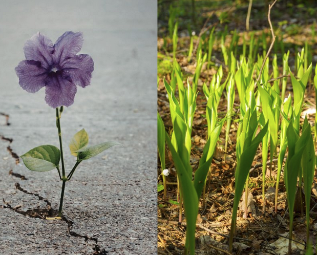 Aligning Resiliency to Regenerative 