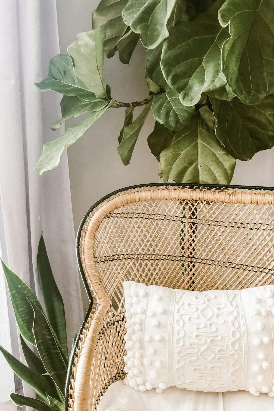 large plants with wicker chair and white cushion by window.jpg