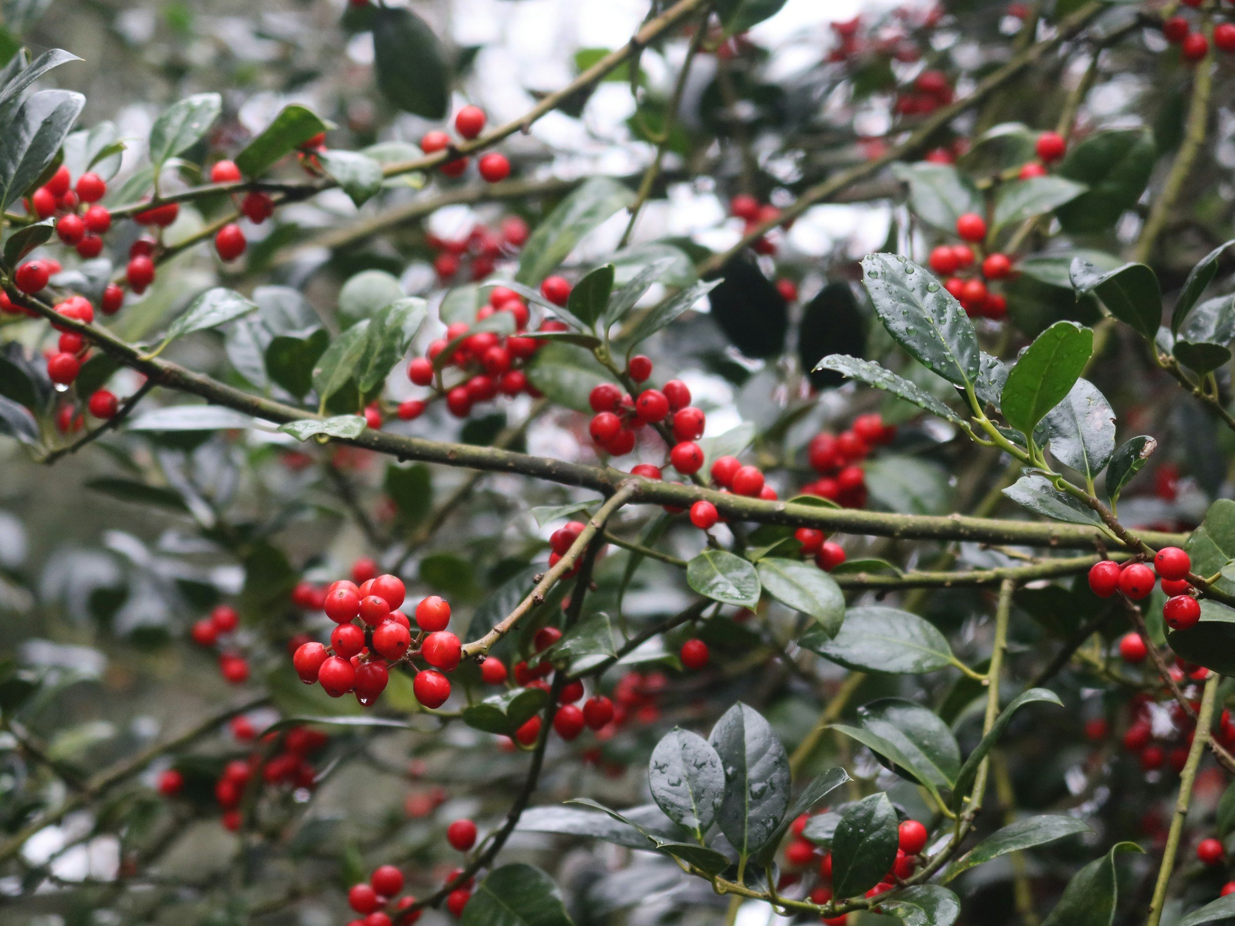 Close-up of red winter berries on branches, symbolizing reflection, seasonal transition, and letting go of perfectionism at the end of the year.