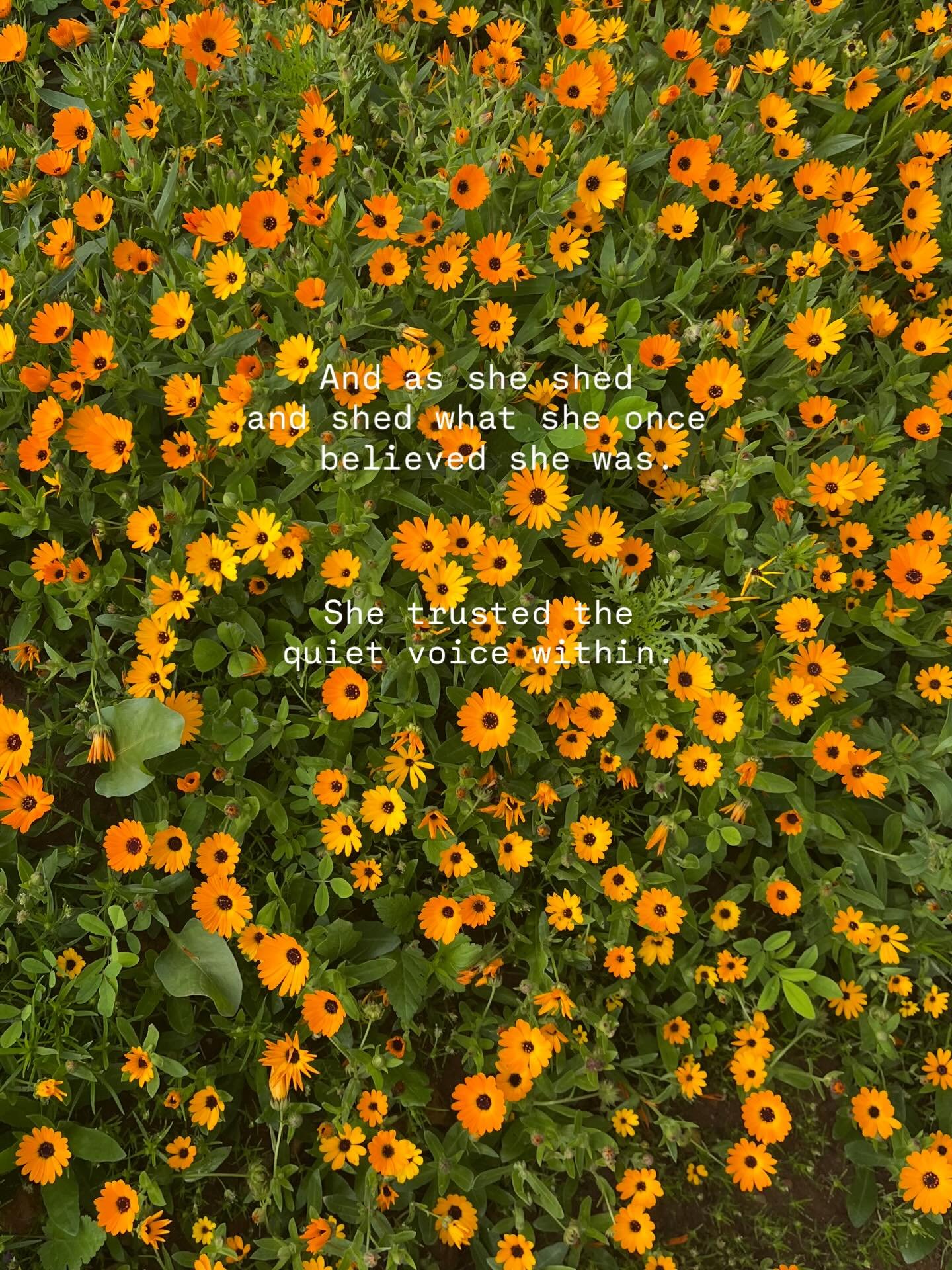 As the Snake completes her final circle around my whole self,
I sit in stillness with all she has taken,
and all she has given.

She asked for lot, a lot more I thought I had.

She asked me to release the skins I outgrew
but still carried out of memo