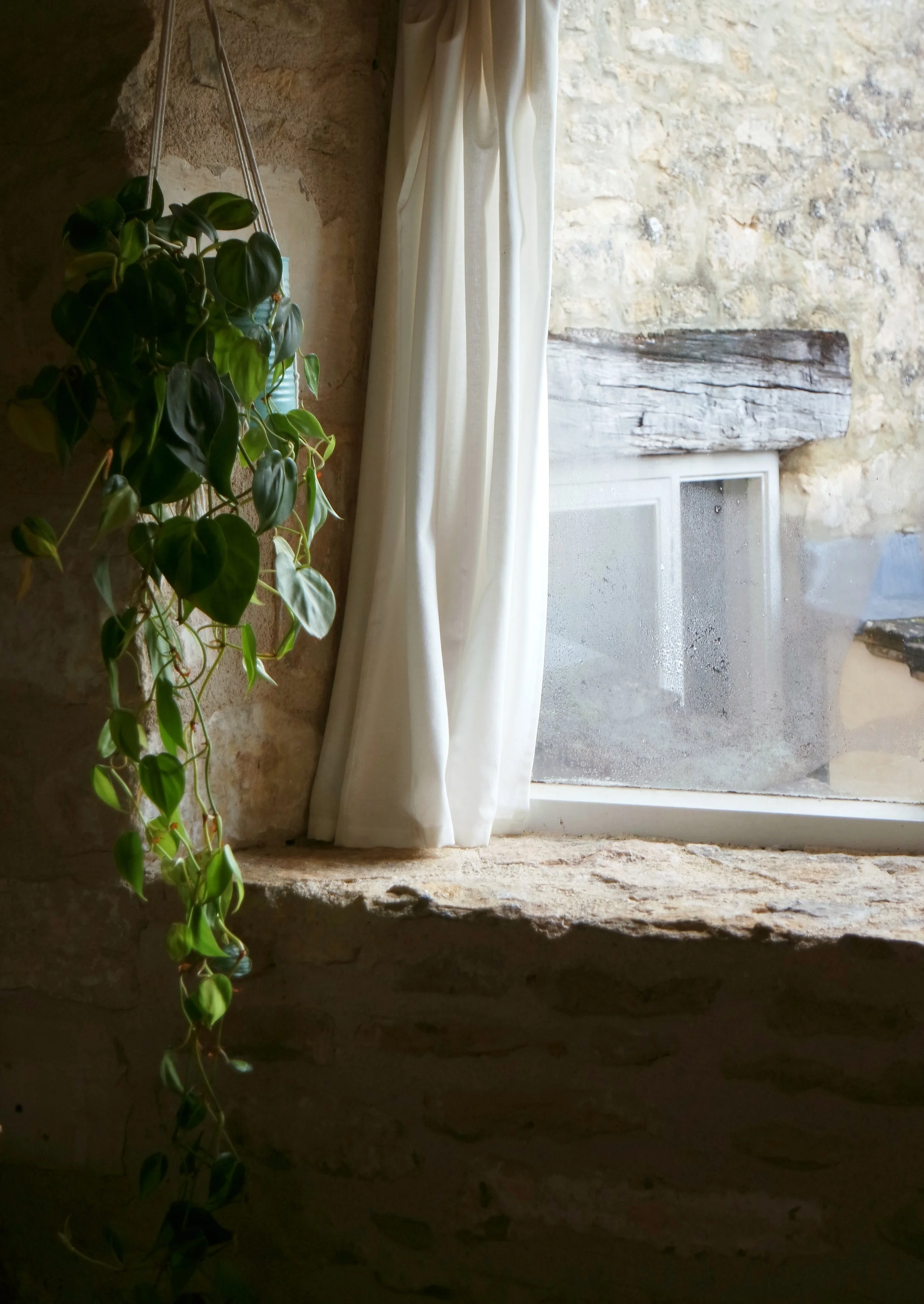 Plant in window.jpg