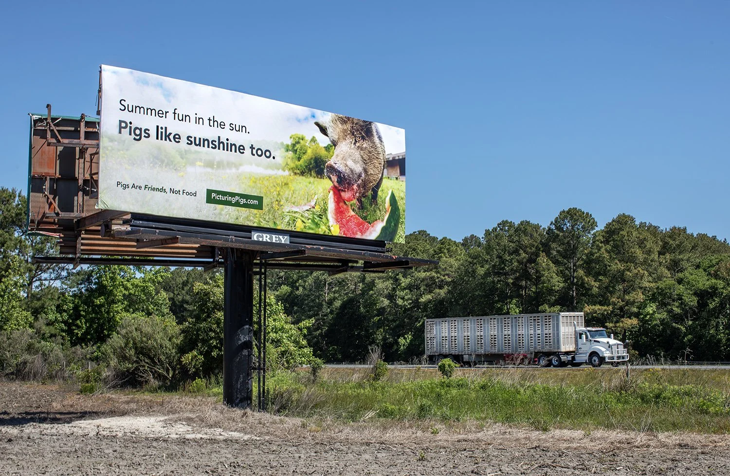 Billboard of a pig eating watermelon as a transport truck drives past