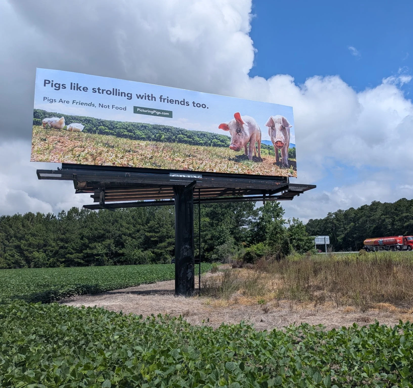 Two pigs on a billboard in eastern North Carolina