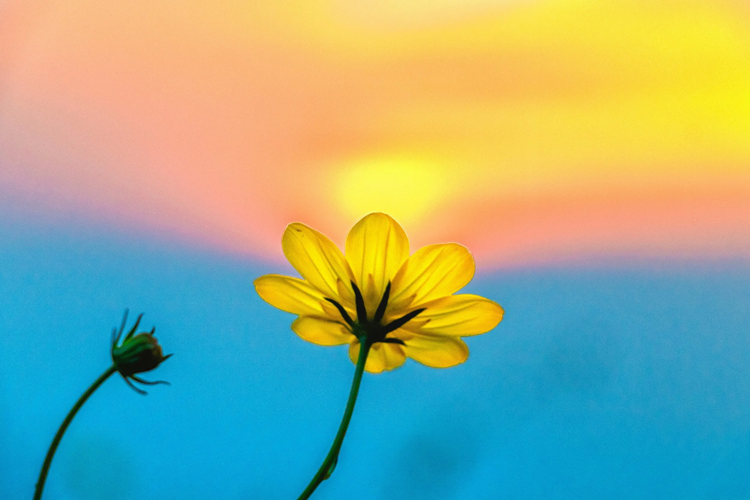 Love Is The Tonic: Healing The Parts That Feel Unseen