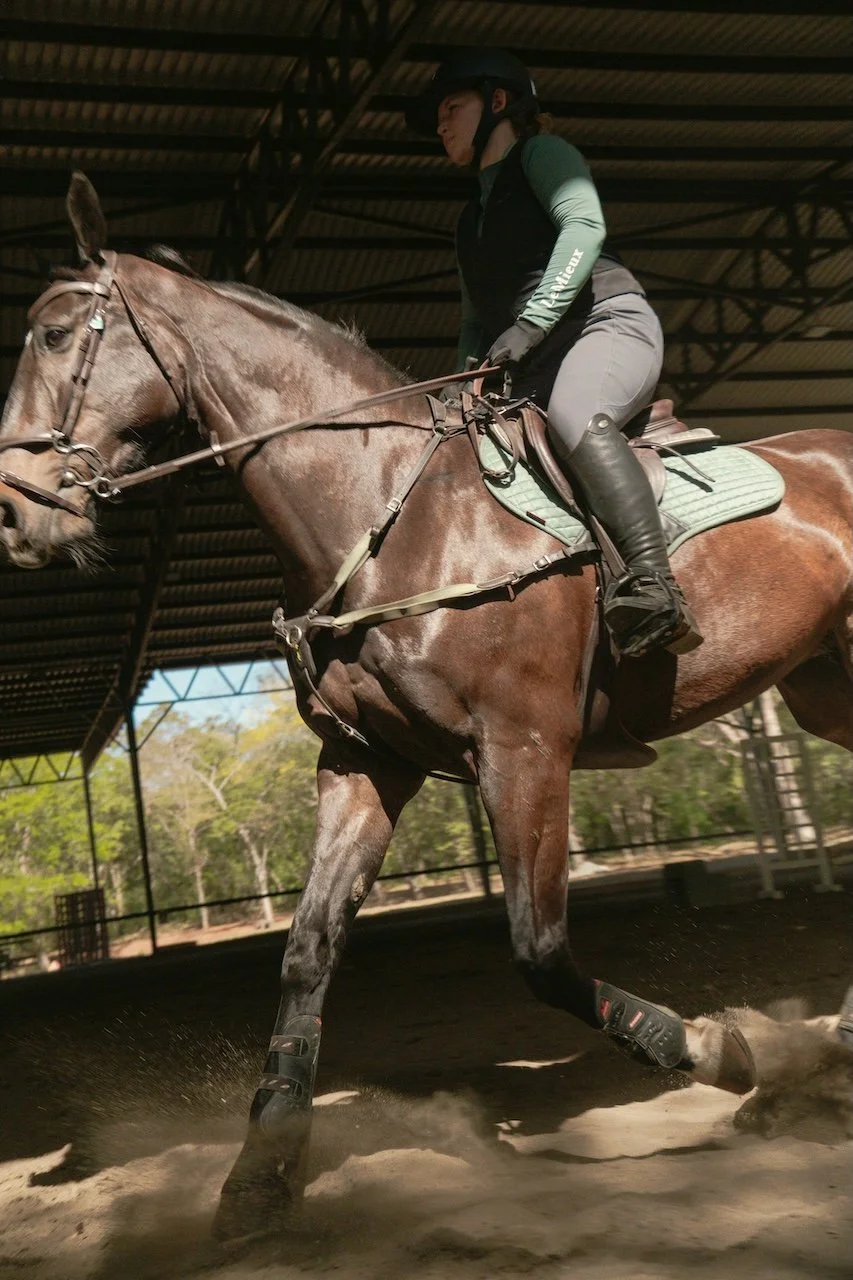 Building Trust Between You and Your Horse: A Guide for Equestrians