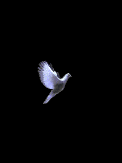 A white dove flying against a black background.
