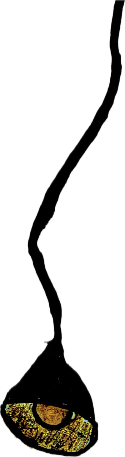 Close-up of a banana peel with a partially exposed banana inside, seen from the side.