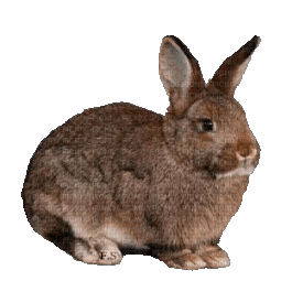 Brown rabbit with upright ears sitting on a plain background.
