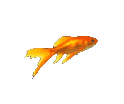 Orange goldfish against a beige background.