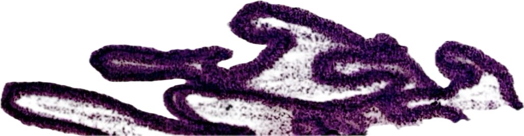 Close-up of a purple and white object with textured details.