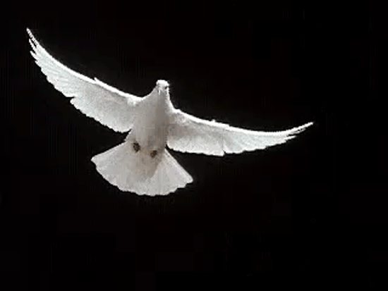 A white dove flying against a black background.