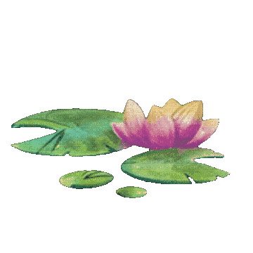 A water lily with green leaves and a pink and yellow flower on water.