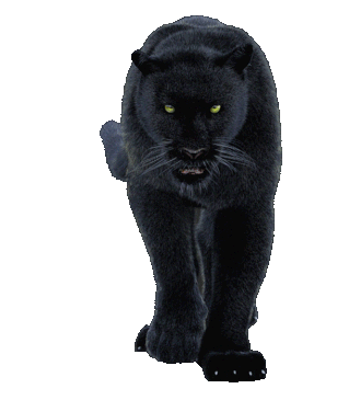 A black panther with piercing yellow eyes walking forward.