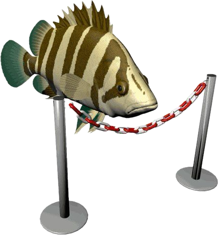 A fish behind a red and white barrier rope on black background.