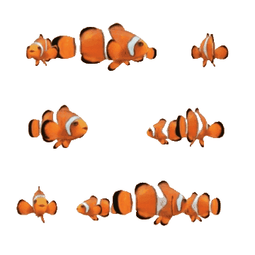 Multiple clownfish swimming in various directions.