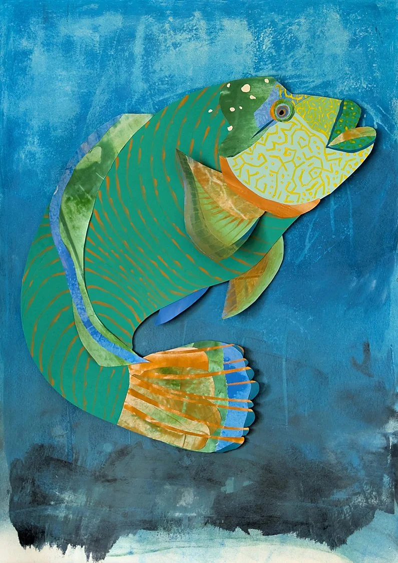 maori wrasse collage