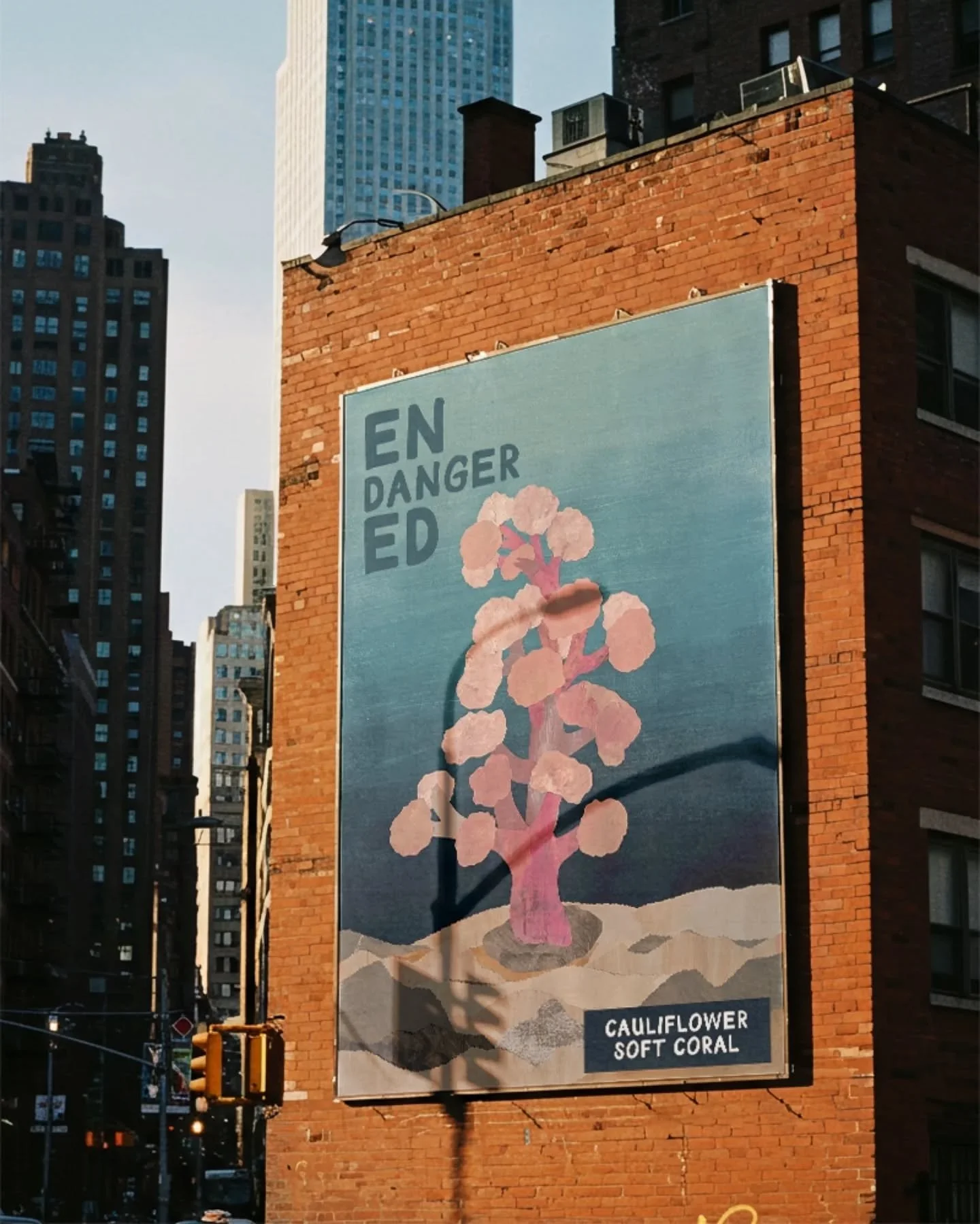 ENDANGERED: Cauliflower Soft Coral
Cauliflower Soft Coral is a temperate soft coral species endemic to eastern Australia, and grows in Port Stephens and the Hawksbury River, NSW. Some sightings have occurred in Sydney Harbour, Terrigal, Botany Bay a