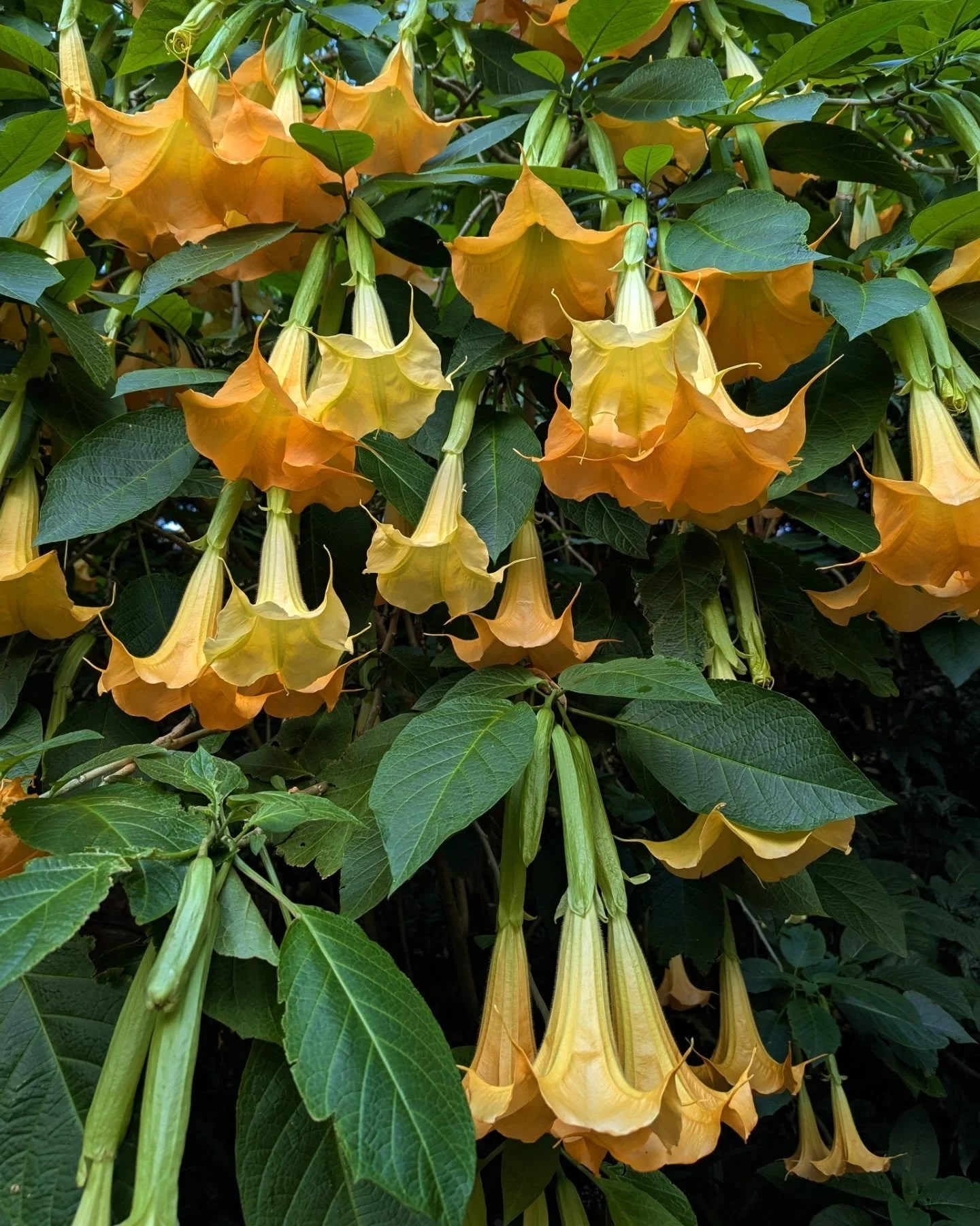 Just a little hello to all the others out there who can't walk more than two steps without stopping to take photos of flowers. ππ€