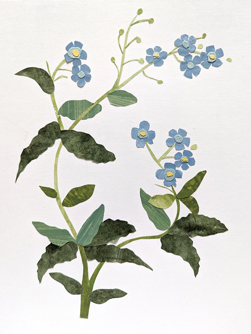 forget me not botanical collage.jpg