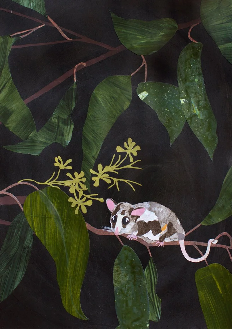 Pigmy Possum_sml.jpg