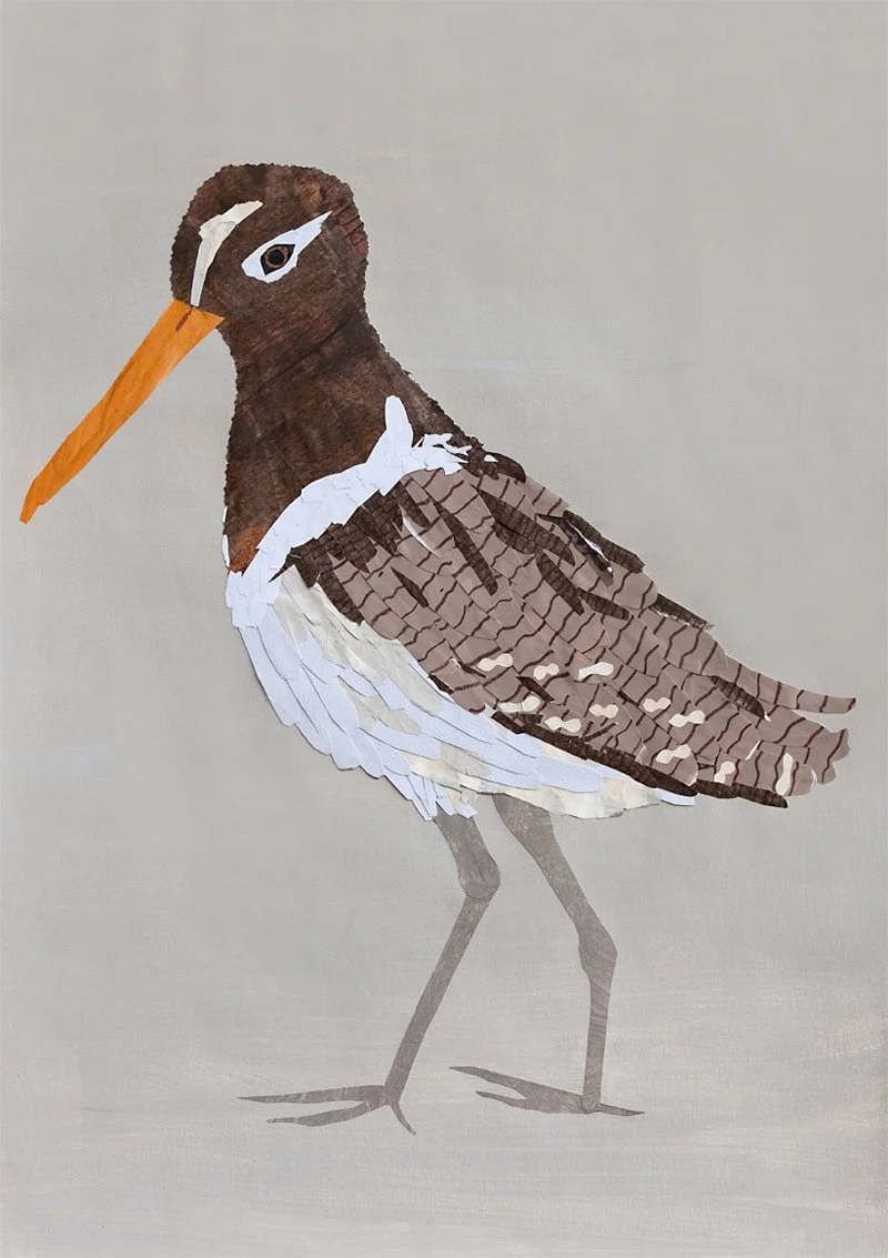 painted snipe_low res.jpg