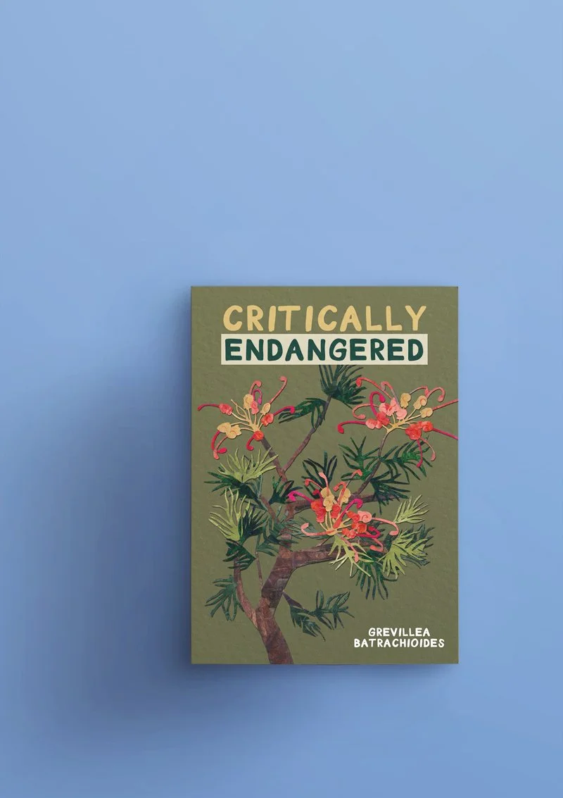 Grevillea batrachioides book.jpg