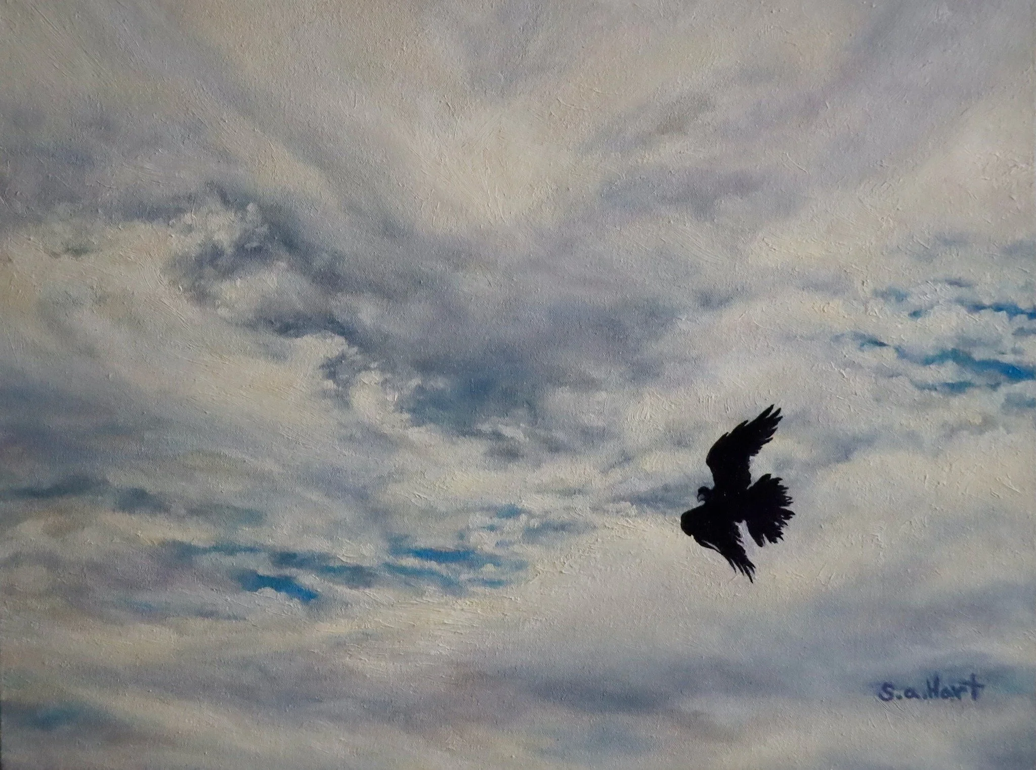 Common Raven Circling