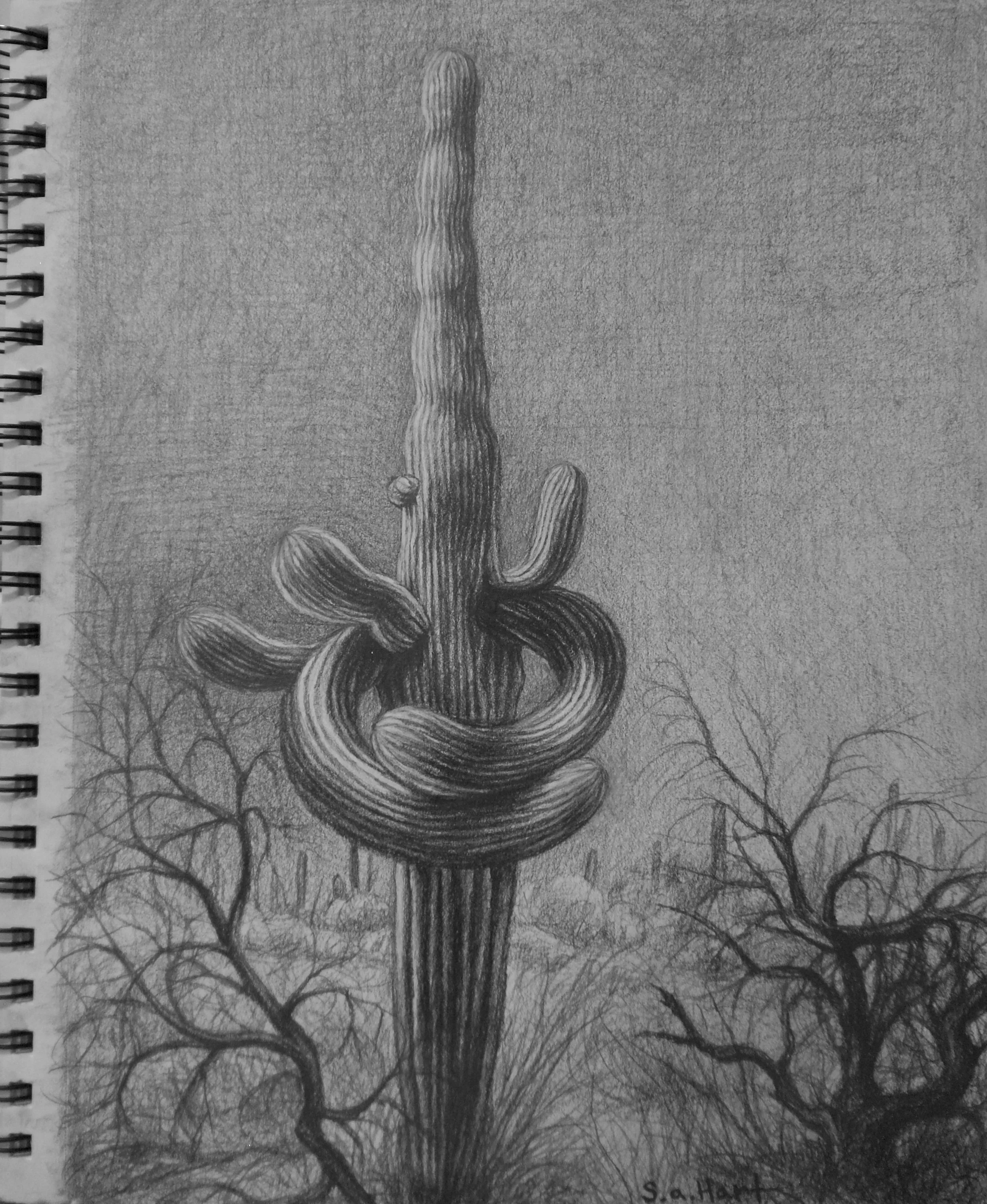 Delicate Desert Drawings edited - 14 of 23.jpeg