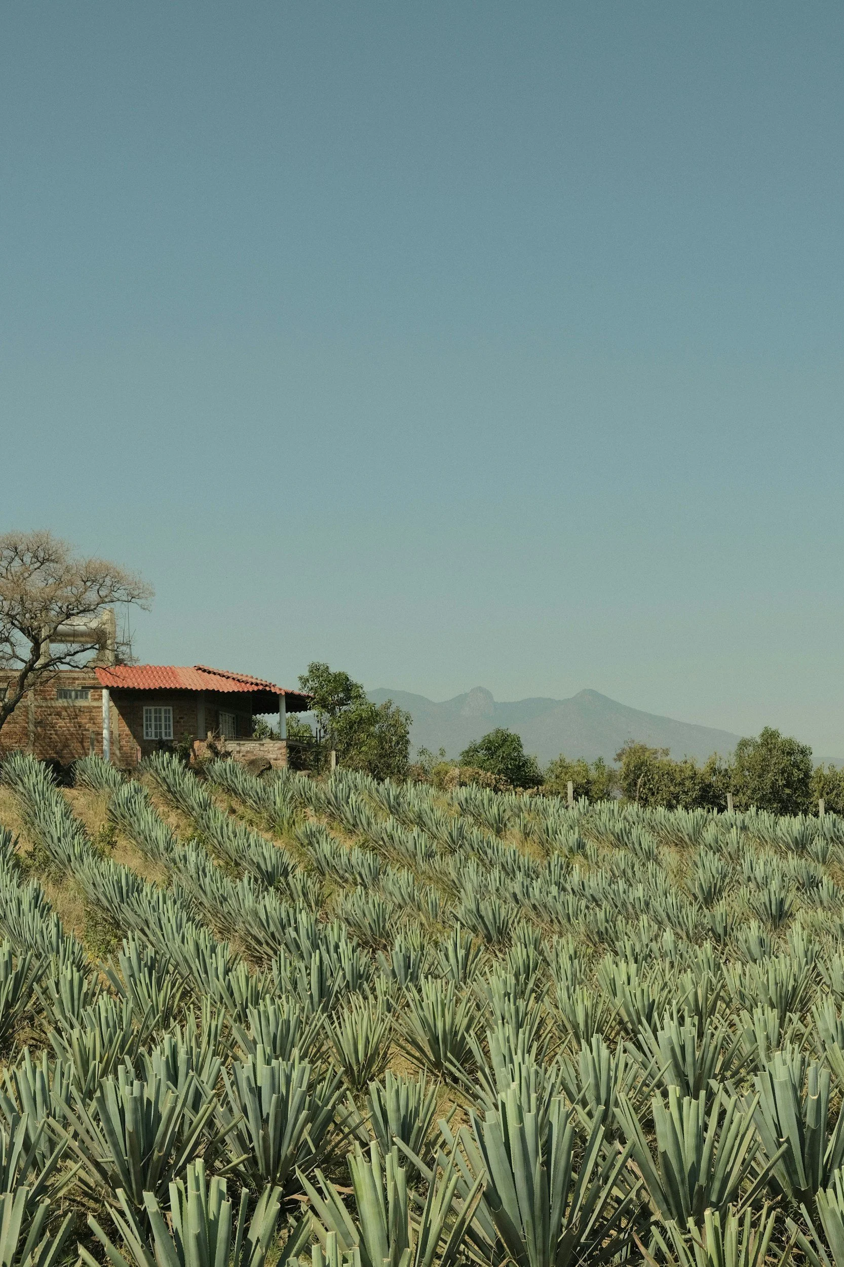 A house with a red-tiled roof on a hillside surrounded by rows of agave plants.