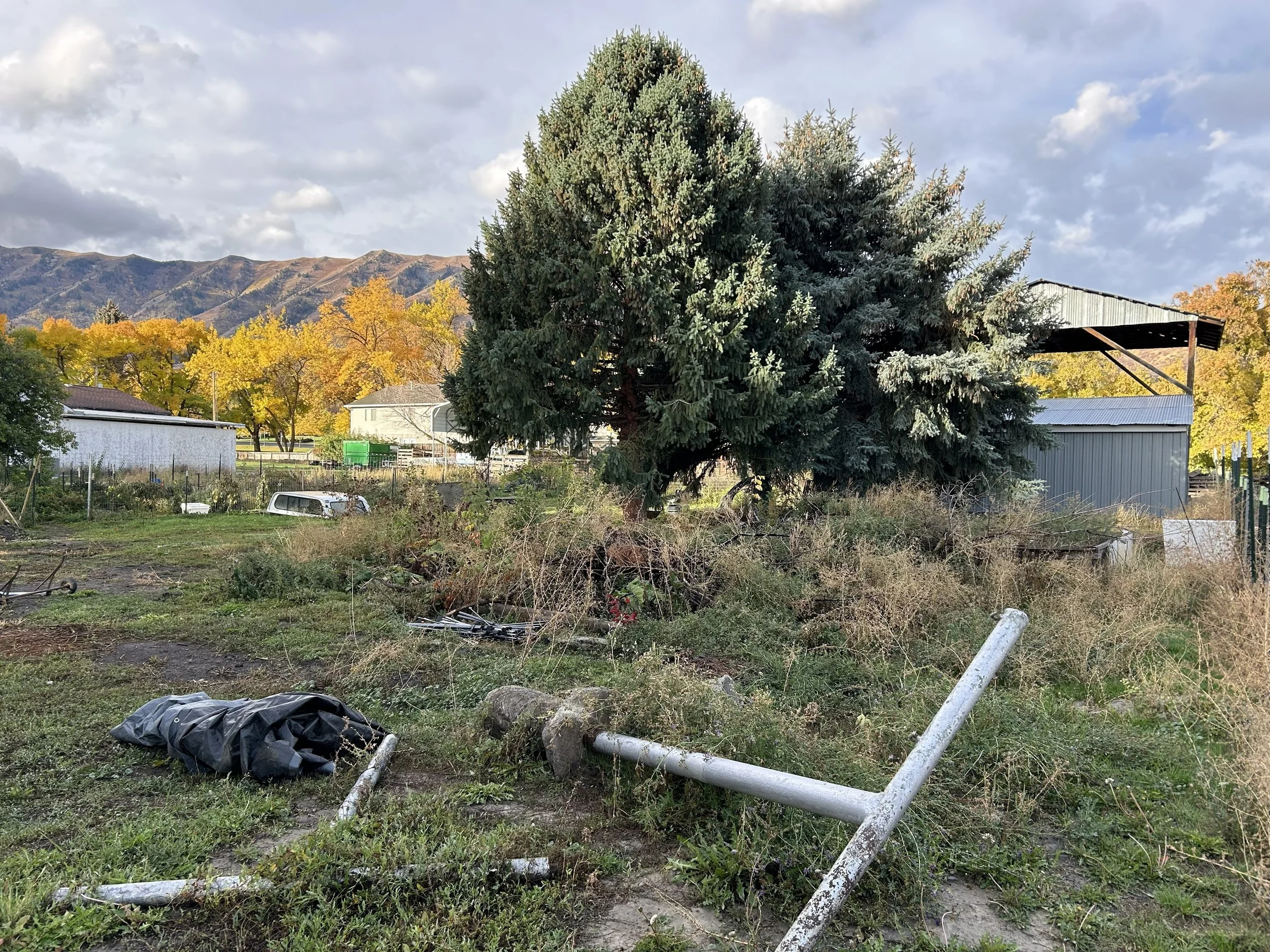 Yard cleanup in Logan, Utah