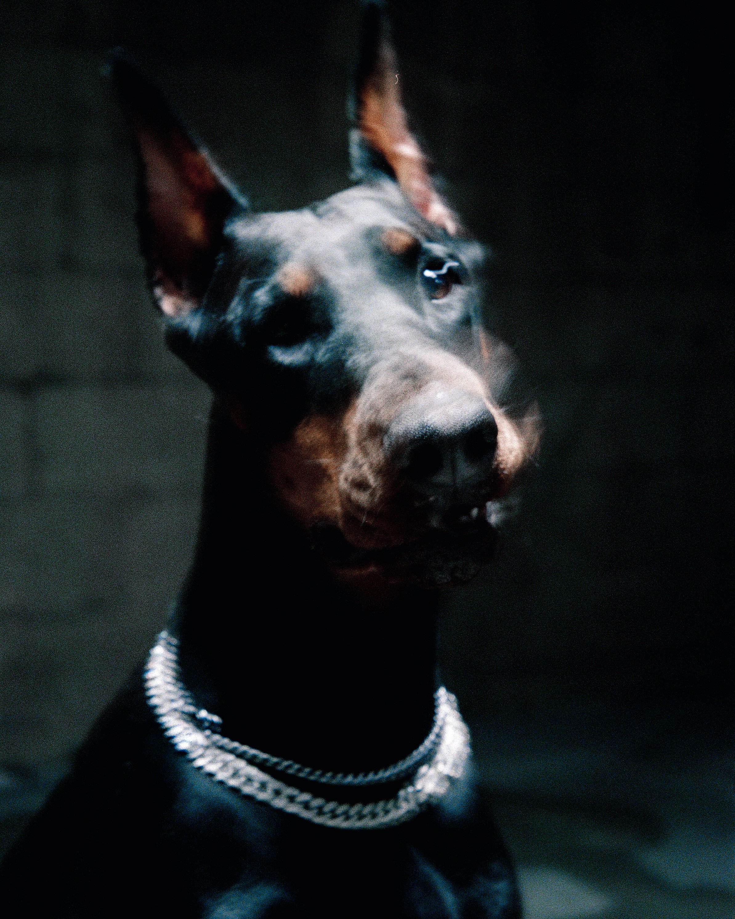 LOU dig-22.jpg