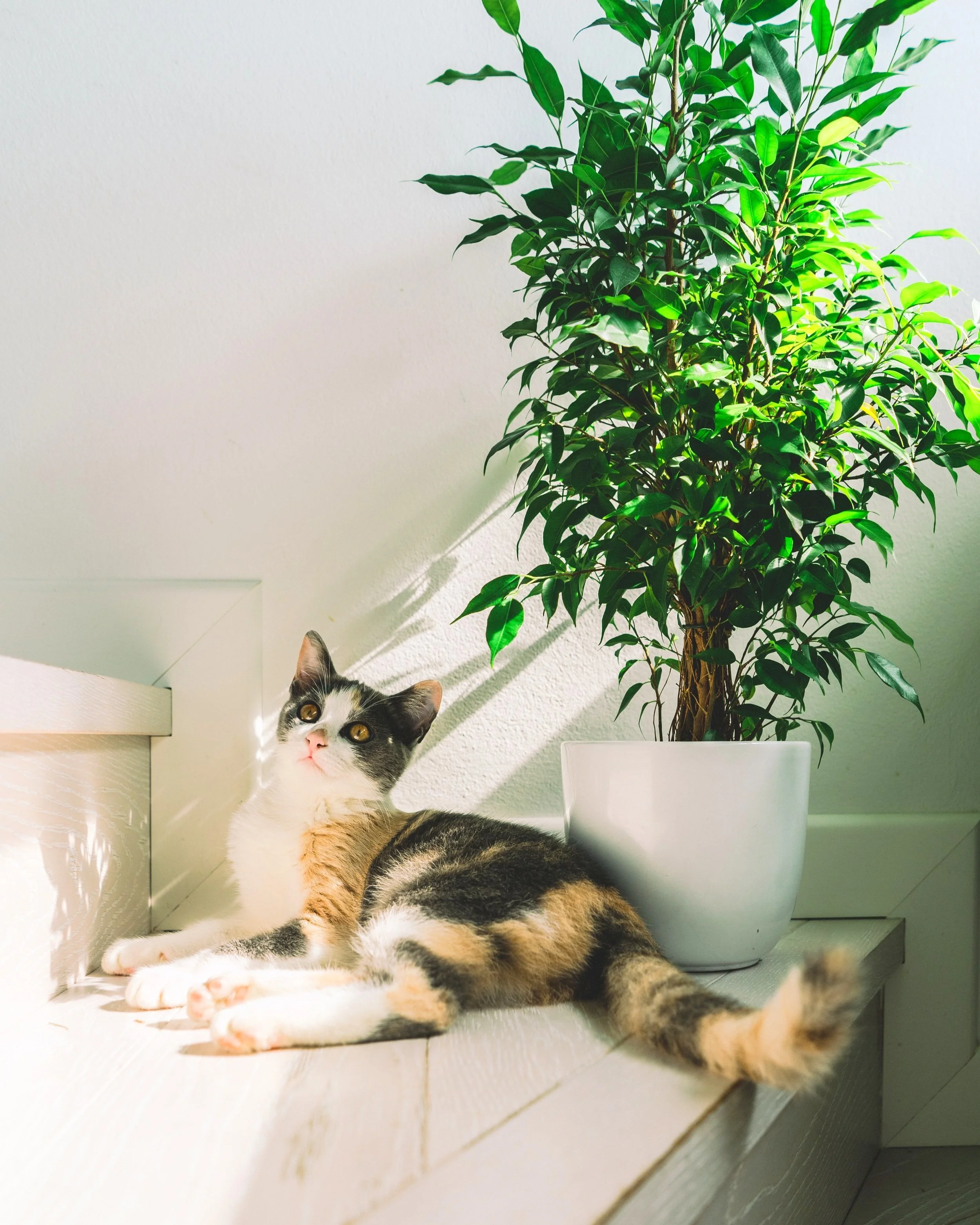 Creating a pet friendly garden oasis