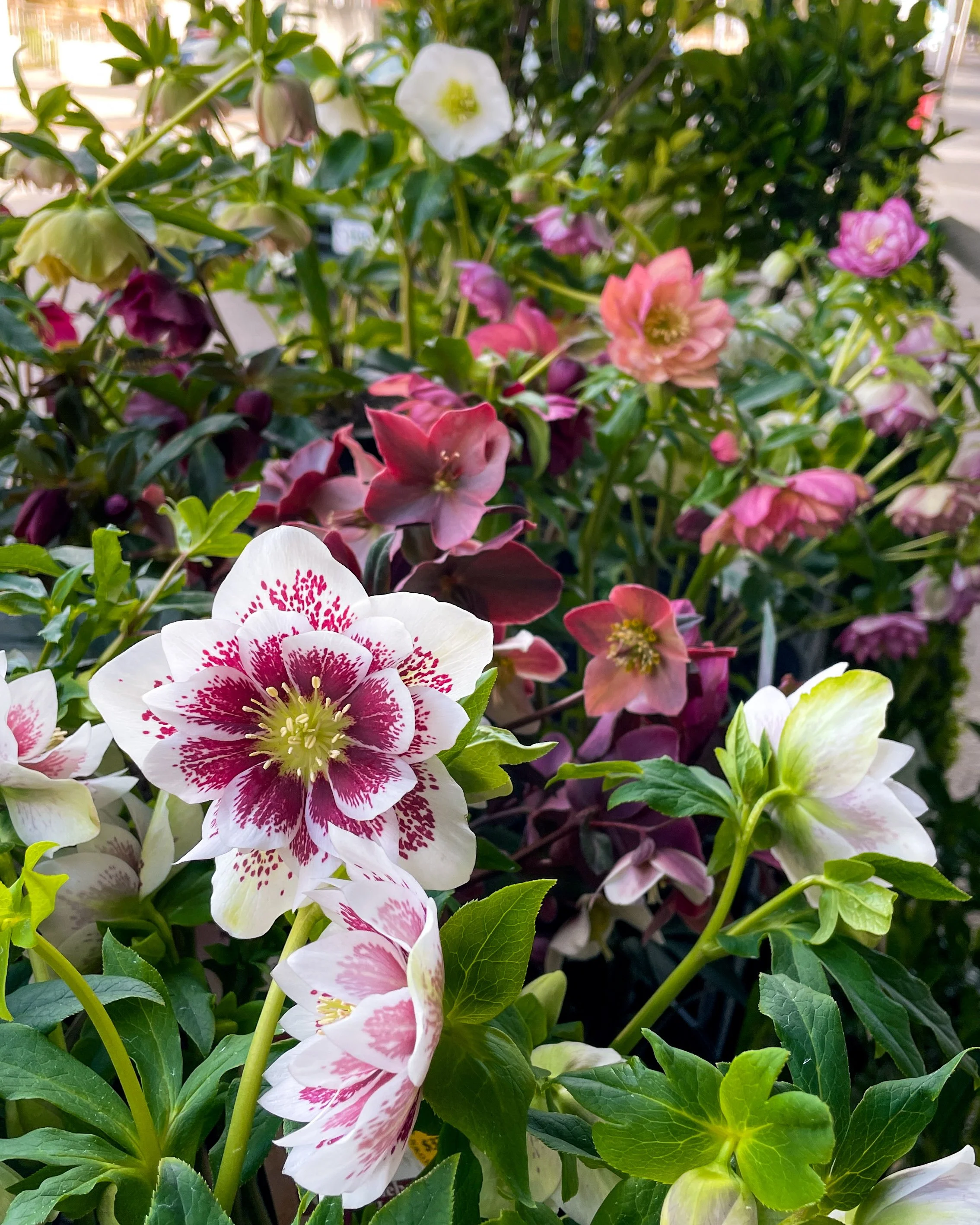 Hellebores, a Winter favourite
