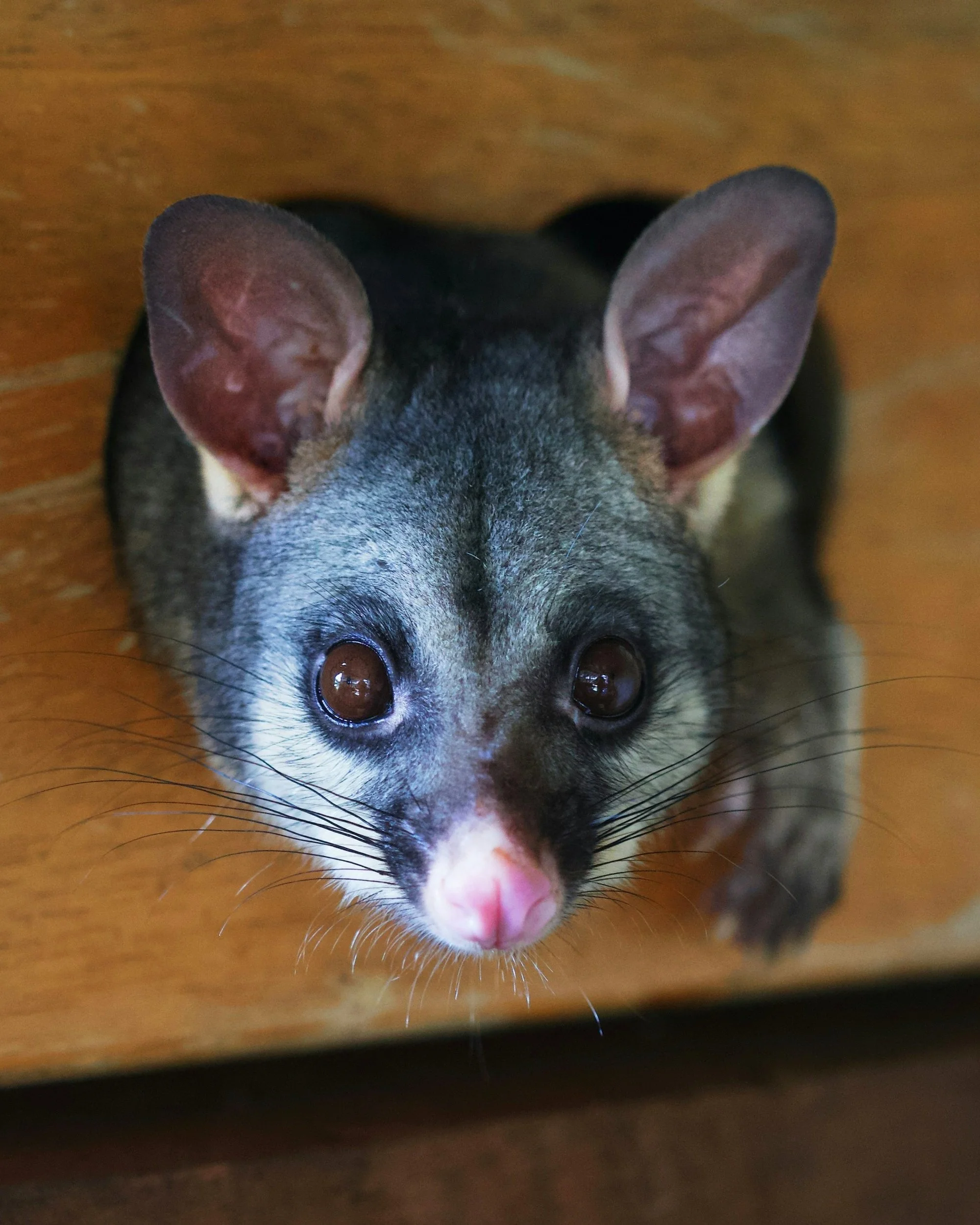 Possum proofing your garden