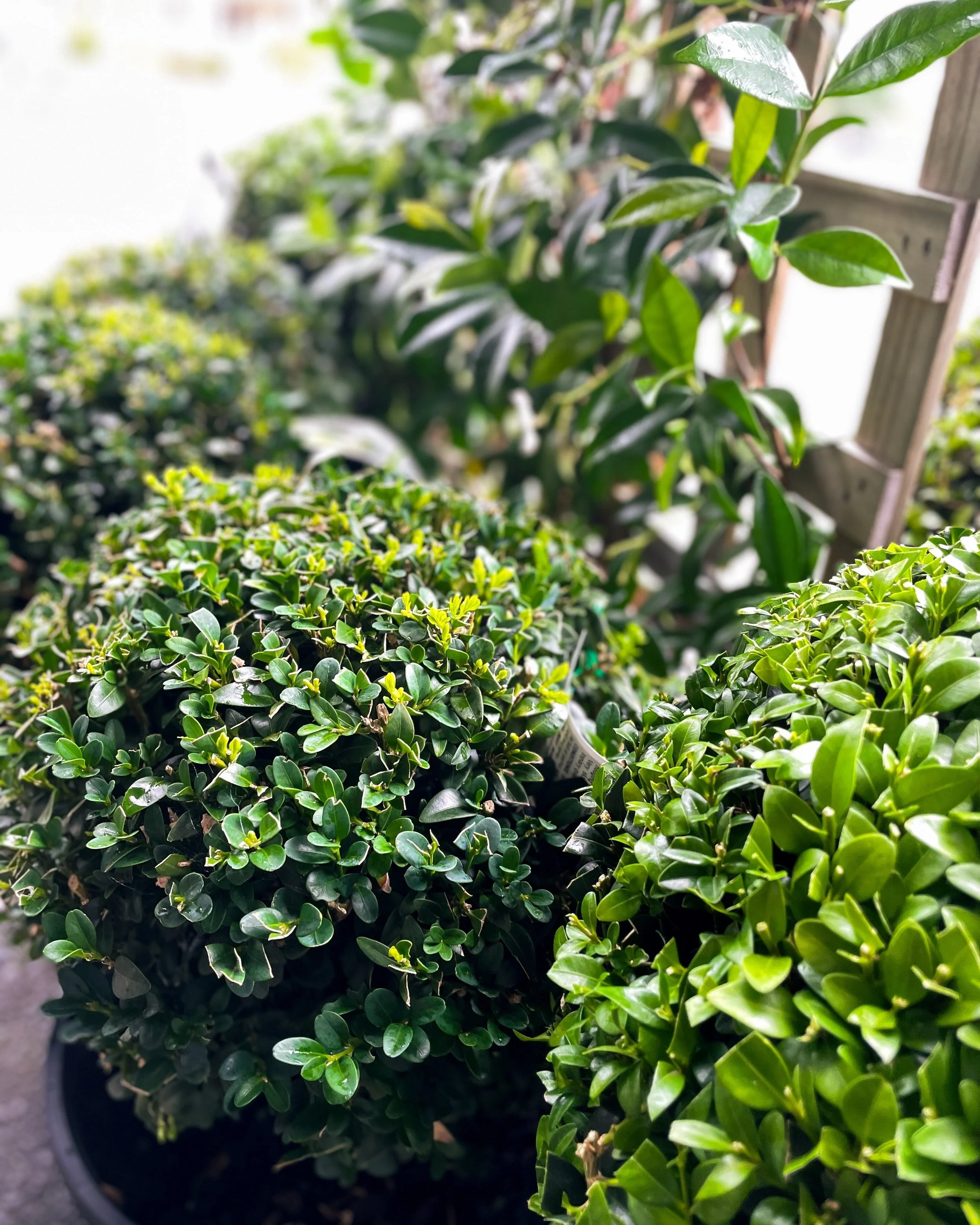 Give your box hedge the edge!