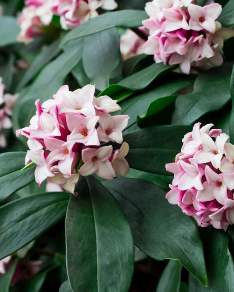 Daphne’s no fuss care guide