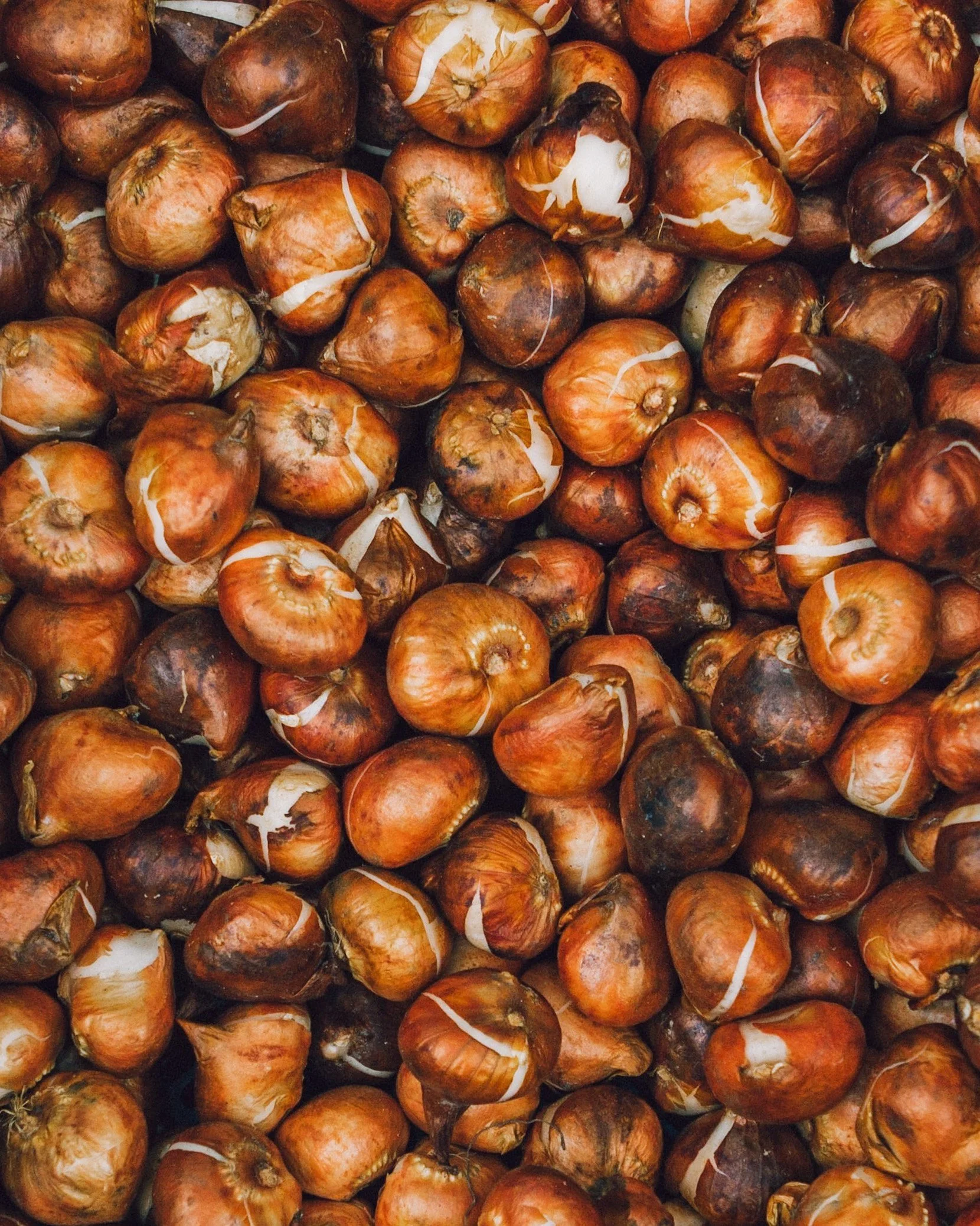 Winter/Early Spring Bulbs