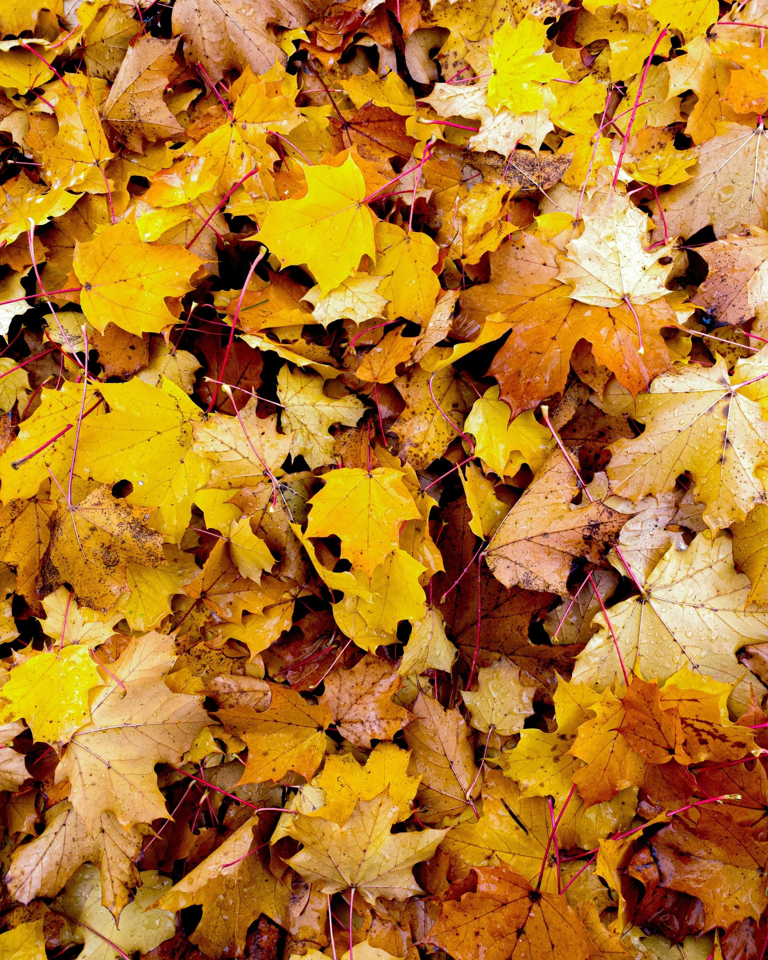 Turn Your Leaf Mould Into Gold