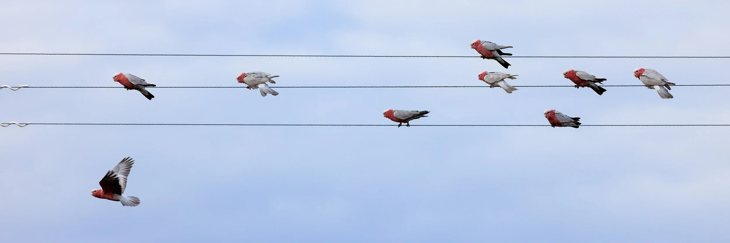 Gallahs on a wire
