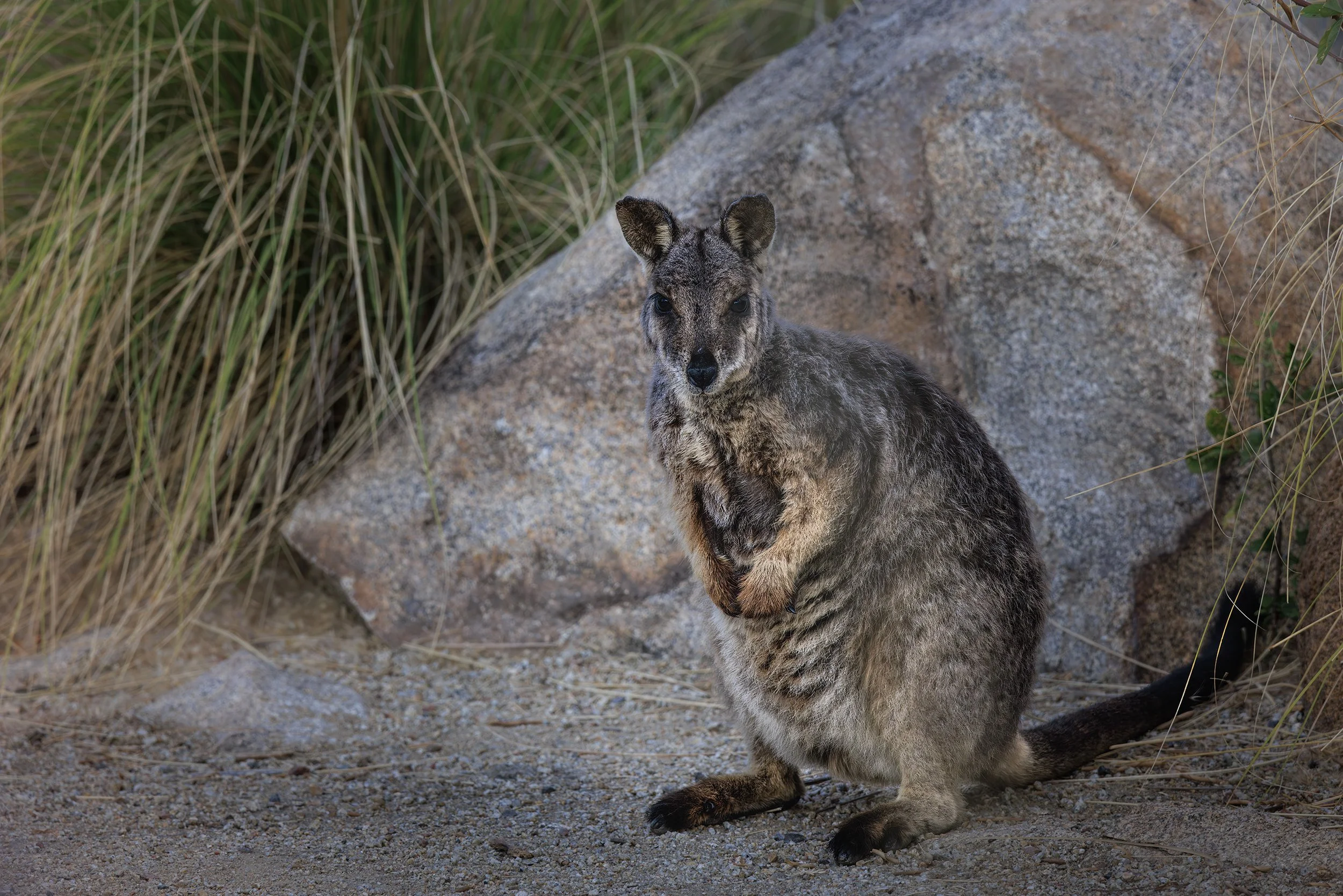 Rock Wallaby