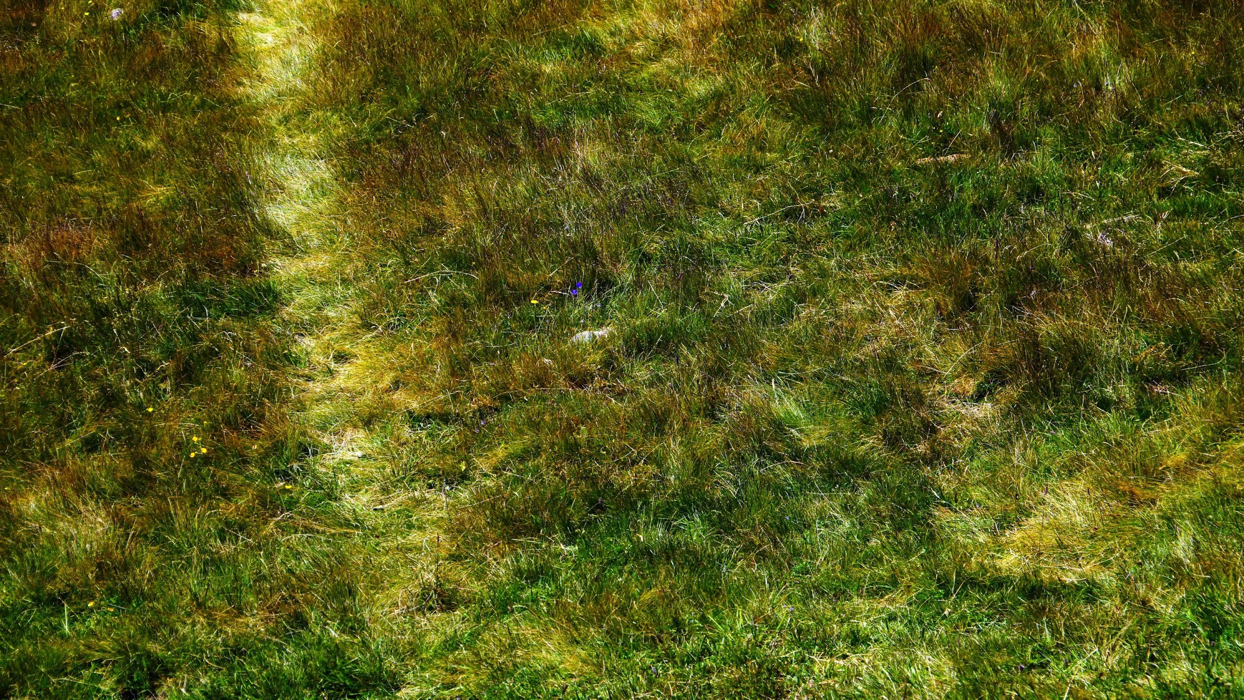 Lawn Pest Control in Canberra: My Clear, Canberra-Specific Playbook