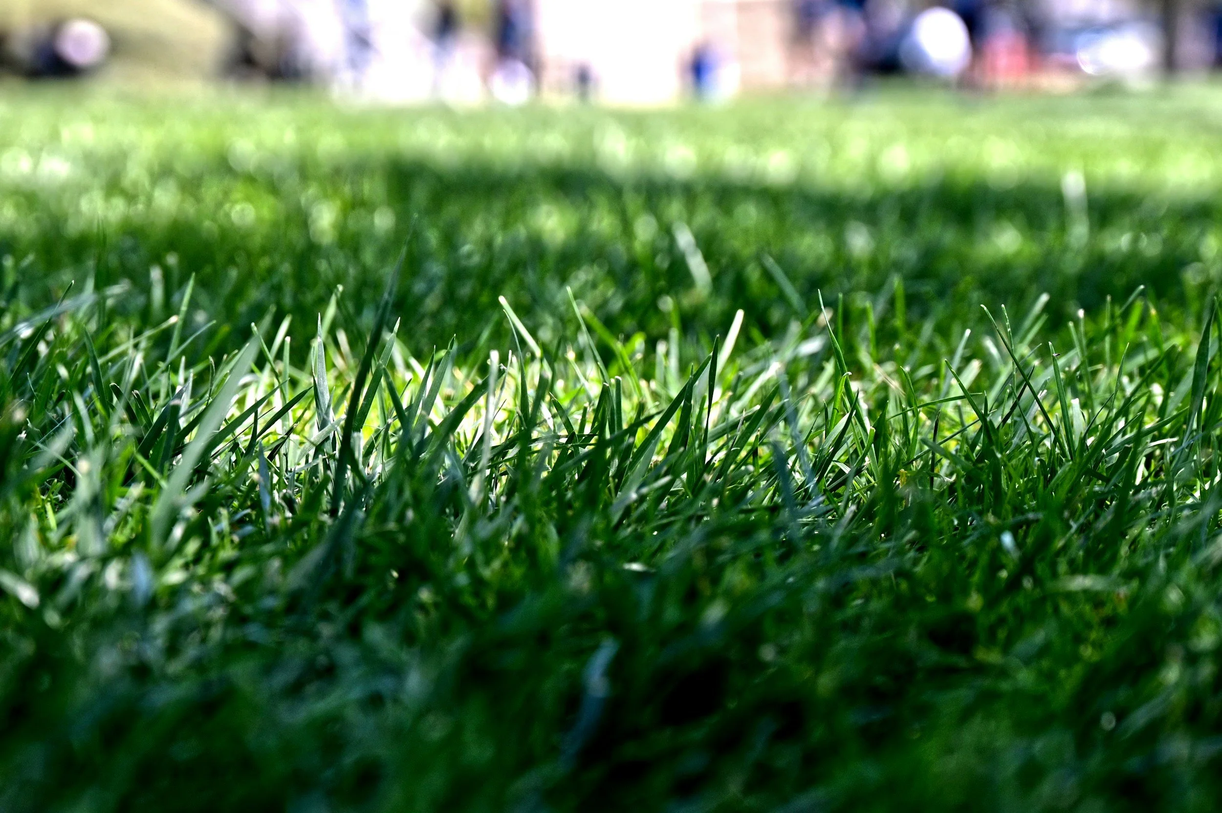 Couch Lawn Care in Canberra: Getting the Best From a Couch Lawn