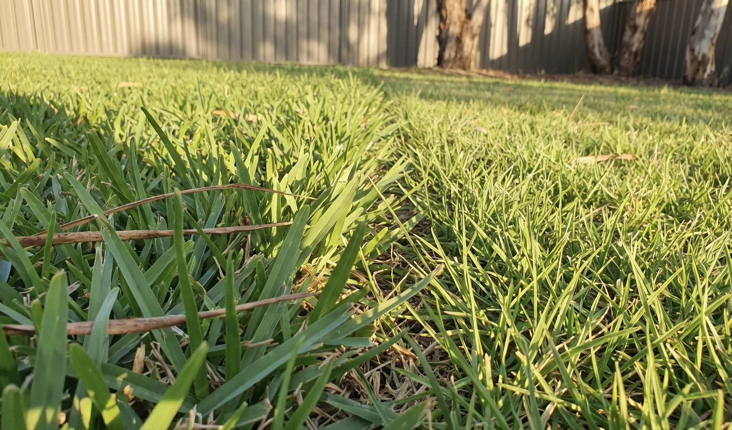 What Type of Grass Do I Have? How to Identify Your Canberra Lawn