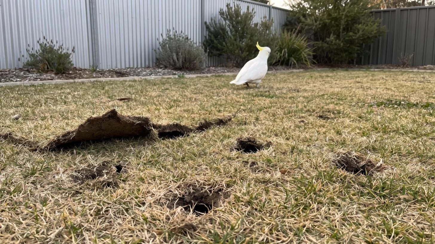 Birds Digging Up Your Lawn in Canberra: Why They Do It and What to Do