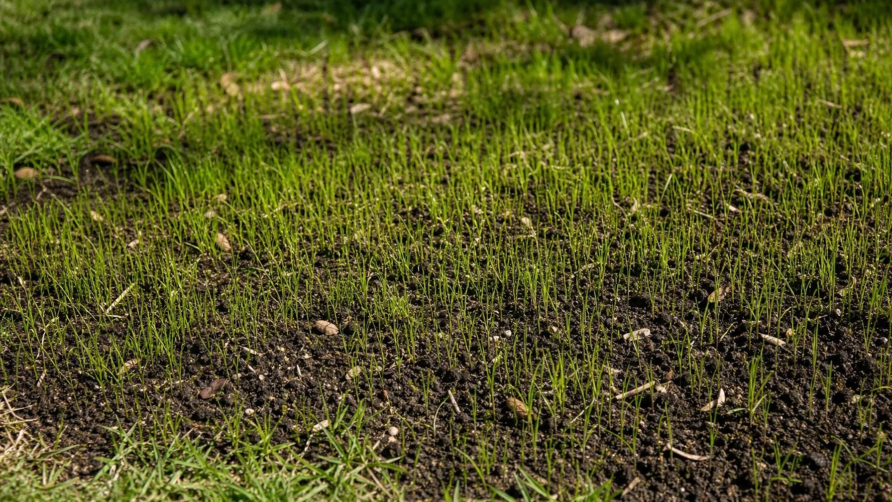 Lawn Seeding and Overseeding Guide for Canberra