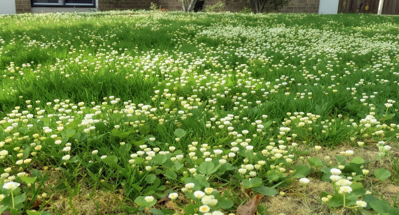 How to Identify, Prevent and Control Clover in Canberra Lawns