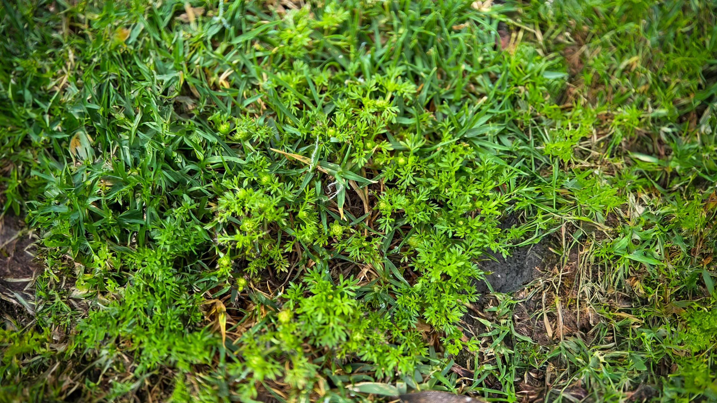 Bindii in Canberra Lawns: How I Identify, Prevent, and Control It