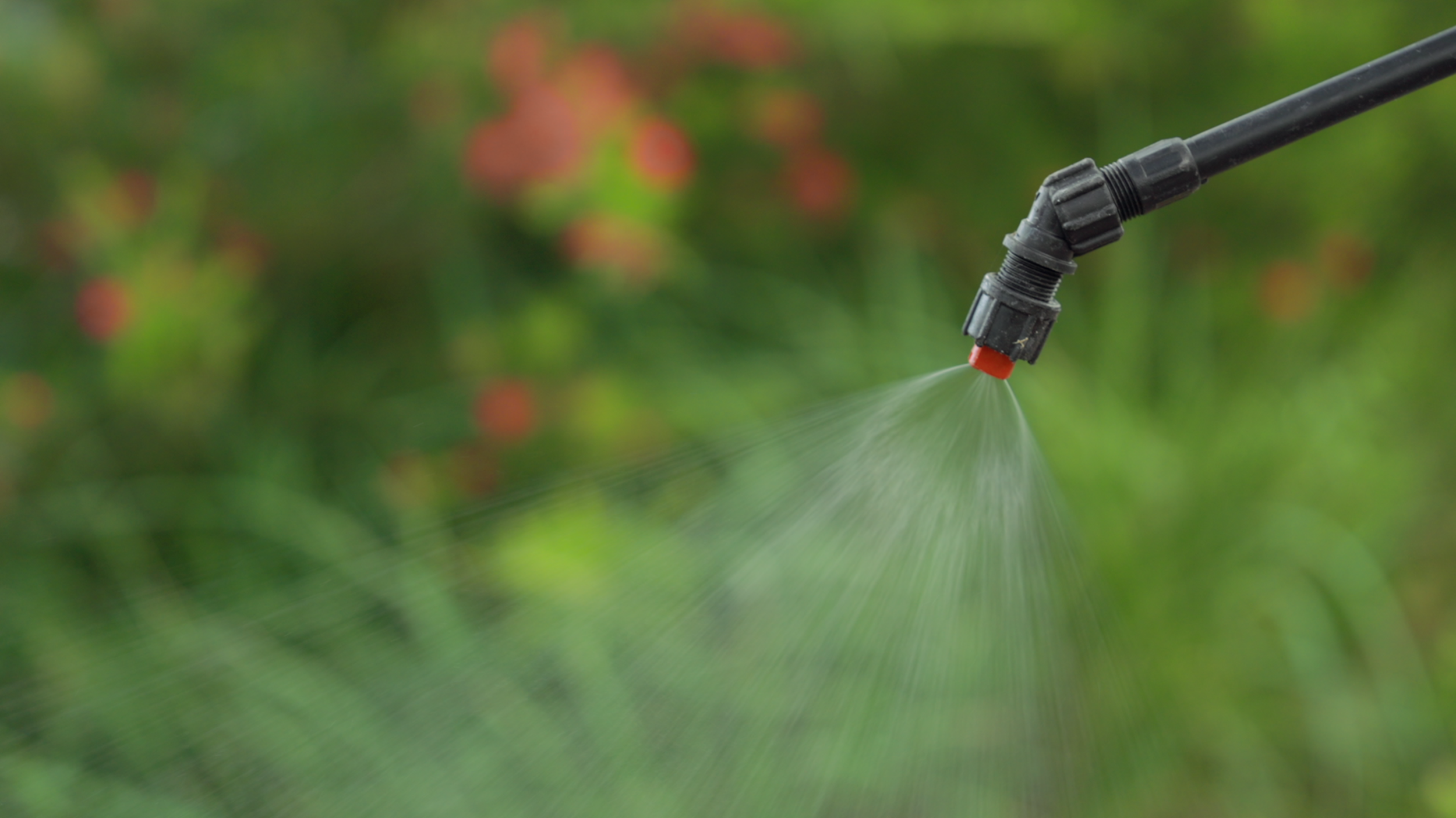 Lawn Care Services in Canberra: What You Need to Know