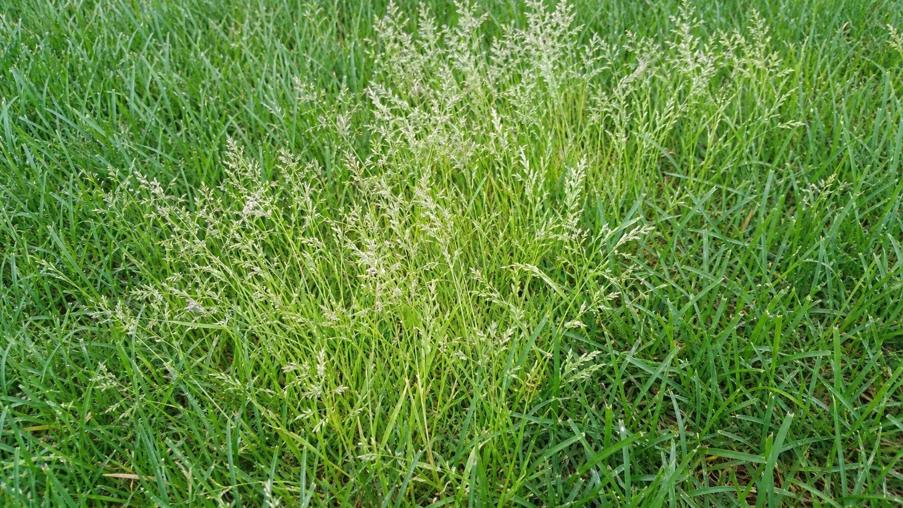 Winter Grass: How to Identify and Remove It from Your Canberra Lawn