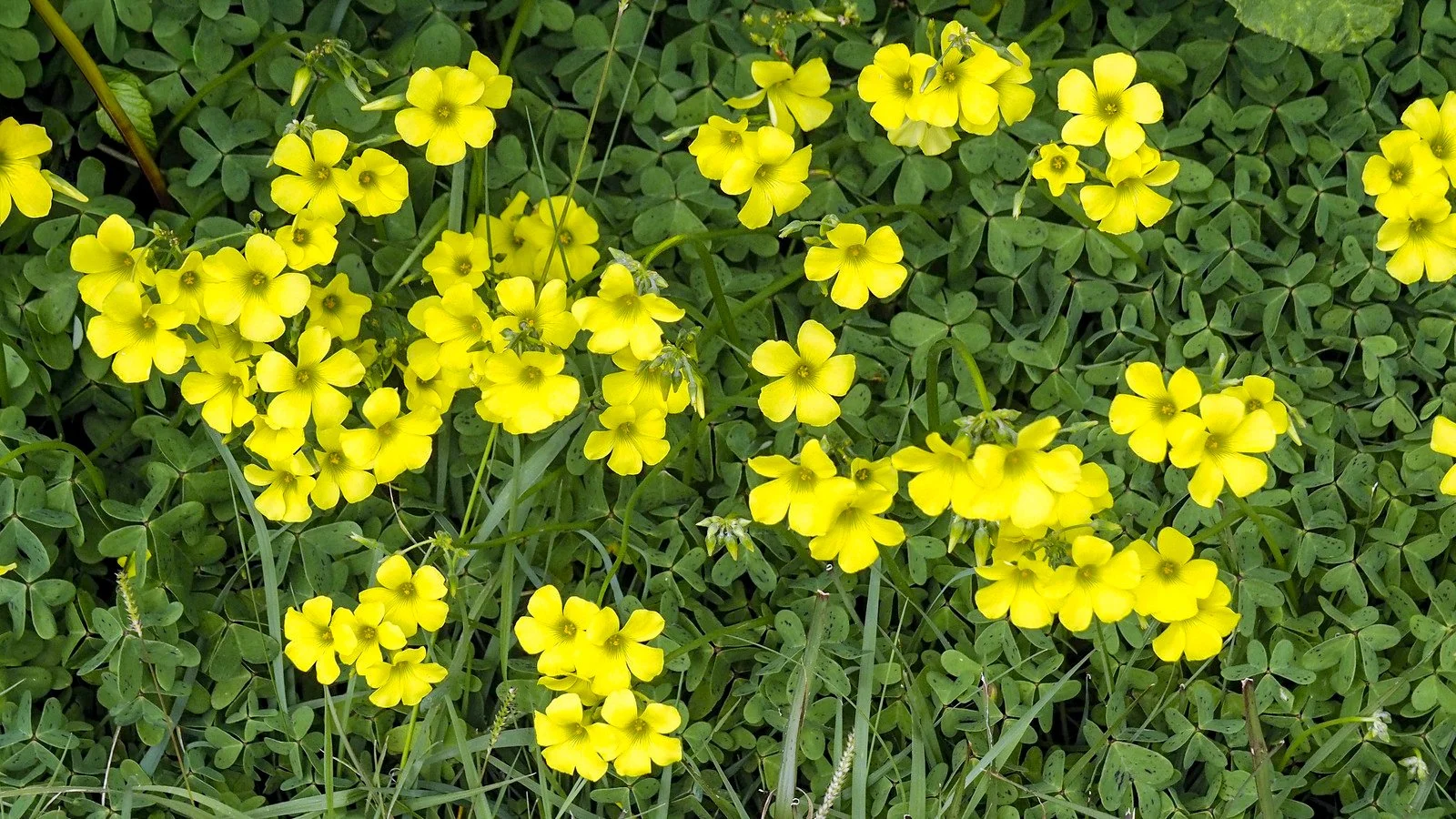 Creeping Oxalis Weed